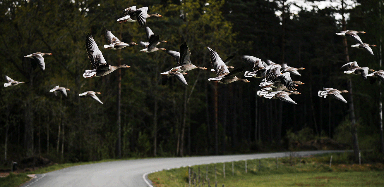 Längdskidspår kantat av tända facklor, i Store Mosse nationalpark