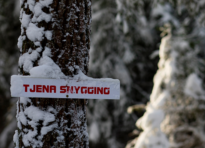 Träd med snö i skogarna runt Hånger. På ett träd sitter en liten skylt med texten Tjena snygging.