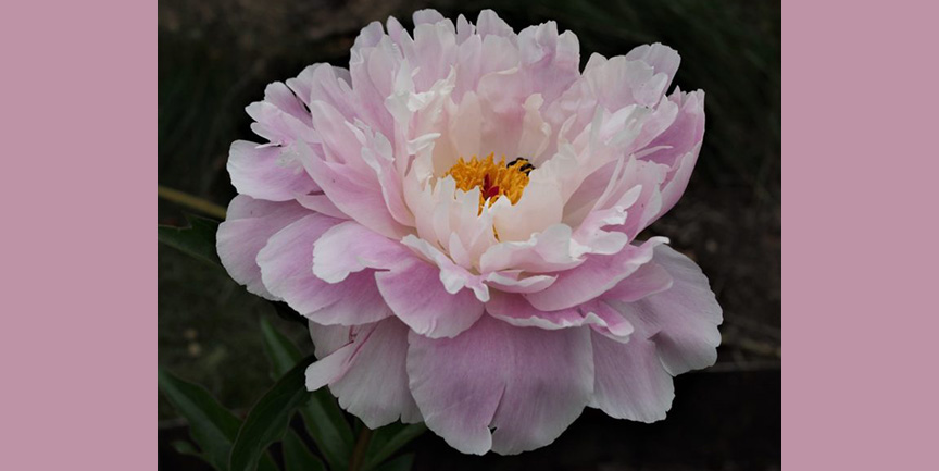 En rosa doftpion inzoomad.