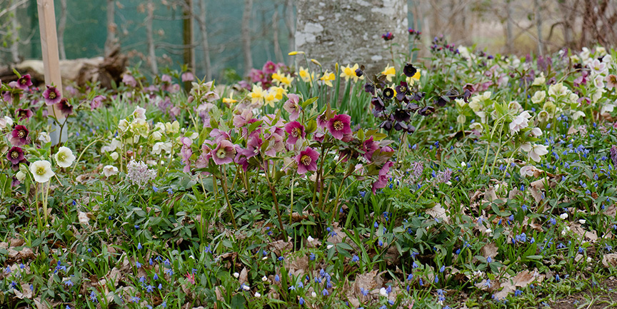 Julblommor, gräs och andra blommor.