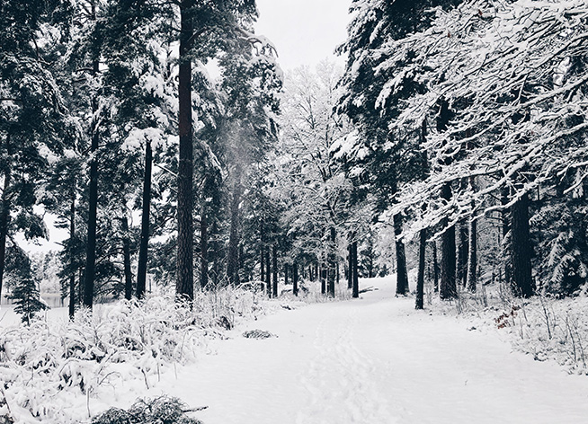 Vinter i skogen med massa snö.
