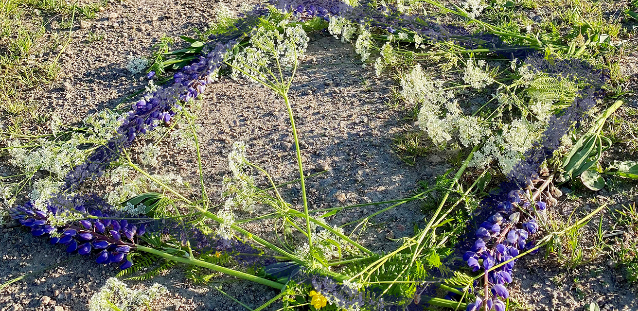 Sju sorters blommor ligger i en fyrkant på en grusväg. Det är en solig och somrig dag. Ett blått streck täcker fyrkanten för att starkare markera att blommorna bildar en ruta.