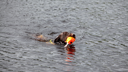Hund som simmar i sjön