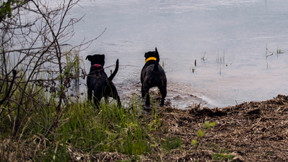 Hundar vid sjökanten