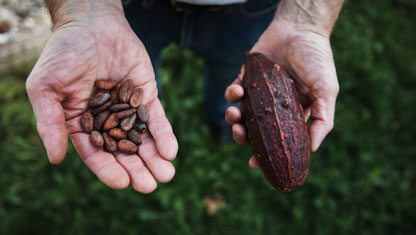 Hand håller upp och visar kakaobönor