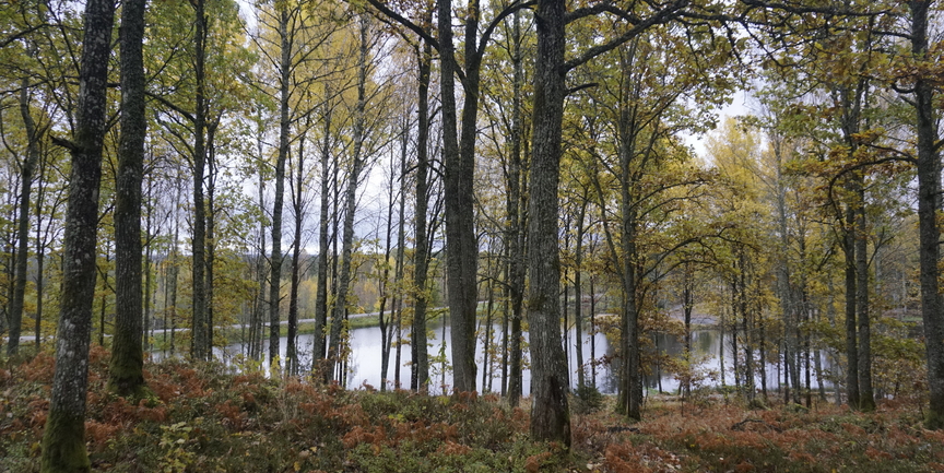 Bilden visar Borgen Outdoor, en damm omgiven av träd med blad i gult och rött.